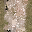 pav_brngrassLOD texture from lod_countryn.txd (32x32 DXT1)