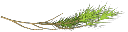 pinebranch1 texture from ottos2_sfw.txd (256x64 DXT3)