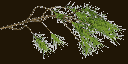 pinebranch2 texture from gtatreesh.txd (256x128 ARGB32)