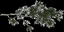 pinebrnch1 texture from tree3.txd (128x64 ARGB32)