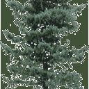 pinelo128 texture from gta_tree_oldpine.txd (128x128 ARGB32)