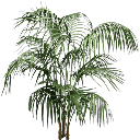planta256 texture from civic01_lan.txd (256x256 DXT3)