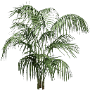planta256 texture from civic02cj.txd (128x128 DXT3)