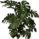plantb256 texture from lae2coast_alpha.txd (256x256 DXT3)