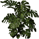 plantb256 texture from veg_fuzzyplant.txd (128x128 DXT3)