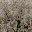 rocktbrn_dirt2 texture from lod_countn2.txd (32x32 DXT1)