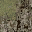 sfncn_rockgrass4 texture from lodtnsfn.txd (32x32 DXT1)