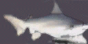 sharky texture from shark.txd (128x64 DXT1)