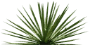 sm_Agave_1 texture from gb_lageneric.txd (128x64 DXT3)