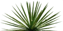 sm_Agave_1 texture from griffobs_las.txd (128x64 DXT3)