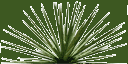 sm_Agave_1 texture from gta_deserttrees.txd (128x64 ARGB32)