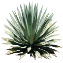 sm_Agave_2 texture from airport2.txd (128x128 DXT3)