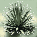 sm_Agave_2 texture from gta_deserttrees.txd (128x128 ARGB32)