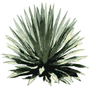 sm_Agave_2 texture from gta_procdesert.txd (128x128 DXT3)