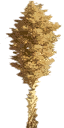 sm_Agave_bloom texture from gta_procdesert.txd (64x128 DXT3)