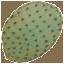 sm_cactus_leaf texture from gta_deserttrees.txd (64x64 ARGB32)