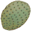 sm_cactus_leaf texture from gta_procdesert.txd (64x64 DXT3)