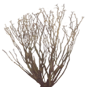 sm_des_bush1 texture from desert.txd (128x128 DXT3)