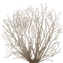 sm_des_bush3 texture from gta_procdesert.txd (128x128 DXT3)