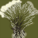 sm_minipalm1 texture from gta_deserttrees.txd (128x128 ARGB32)