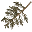sm_pinetreebit texture from gta_tree_pineprc.txd (64x64 DXT3)