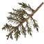 sm_pinetreebit texture from sawmillcs_t.txd (64x64 DXT3)