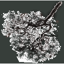 sm_redwood_branch texture from gta_tree_pine.txd (128x128 ARGB32)