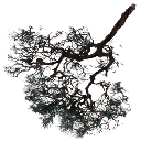 sm_redwood_branch texture from mtbtrackcs_t.txd (256x256 DXT3)