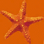 starfish64 texture from underwater.txd (64x64 DXT1)