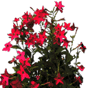 starflower2 texture from gta_procflowers.txd (128x128 DXT3)