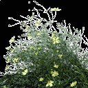 starflower4 texture from bistro_plants.txd (128x128 ARGB32)