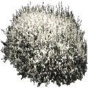 starhedge2 texture from vegashse6.txd (128x128 DXT3)