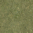 sw_grass01 texture from ce_ground10.txd (256x256 DXT1)