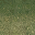 sw_grass01aLOD texture from ce_lod_03.txd (32x32 DXT1)