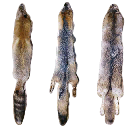 sw_pelts01 texture from sw_oldshack.txd (256x256 DXT3)