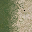 sw_sandgrassLOD texture from ce_lod_07.txd (32x32 DXT1)