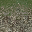 sw_stonesgrassLOD texture from ce_lod_07.txd (32x32 DXT1)