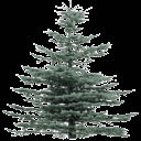 tree19Mi texture from gta_tree_pine.txd (128x128 ARGB32)