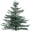 tree19Mi texture from gta_tree_pineprc.txd (128x128 DXT3)