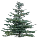 tree19Mi texture from mtbtrackcs_t.txd (256x256 DXT3)