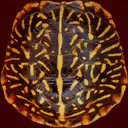 turtletop texture from turtle.txd (128x128 DXT1)