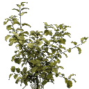 veg_bush1 texture from gta_proc_bigbush.txd (128x128 DXT3)