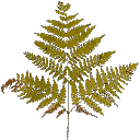 veg_bush2 texture from gta_proc_ferns.txd (128x128 DXT3)