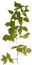 veg_bush3 texture from gta_proc_bushland.txd (128x256 DXT3)