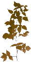 veg_bush3red texture from gta_proc_bushland.txd (128x256 DXT3)