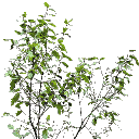 veg_bush4 texture from gta_proc_bigbush.txd (256x256 DXT3)