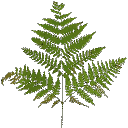 veg_bushgrn texture from gta_proc_ferns.txd (128x128 DXT3)