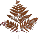 veg_bushred texture from gta_proc_ferns.txd (128x128 DXT3)