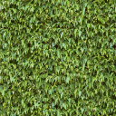 veg_hedge1_256 texture from vgwestland.txd (256x256 DXT1)