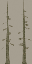 veg_largefurs05 texture from lod_veg.txd (32x64 ARGB32)